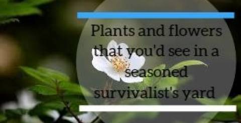 Plants and Flowers That You'd See in A Seasoned Survivalist's Yard Plants and Flowers That You'd See in A Seasoned Survivalist's Yard